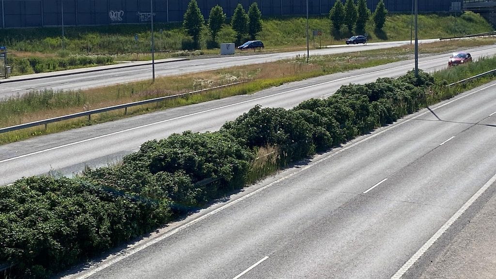 Kurtturuusuja moottoritien keskirampilla