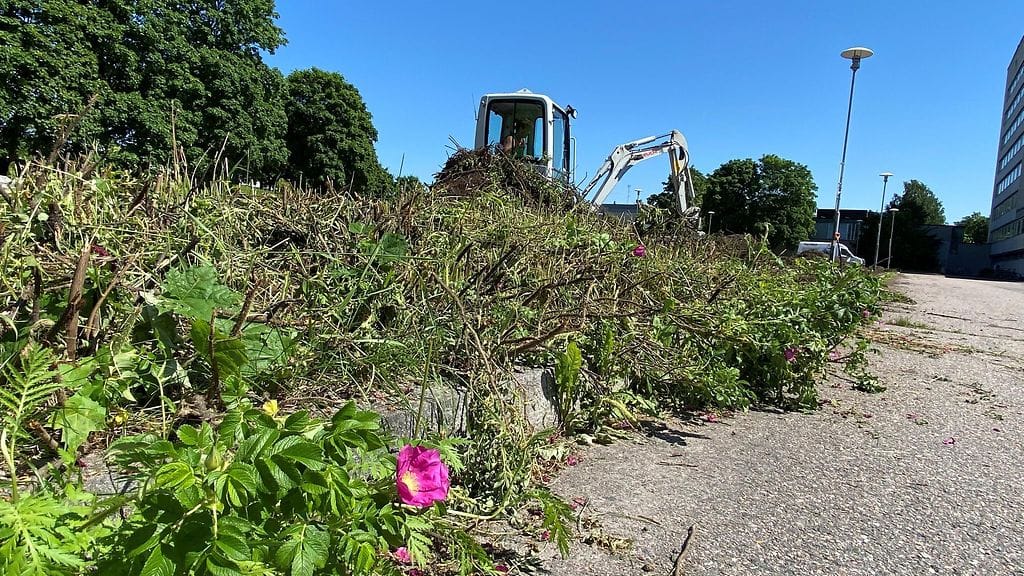 Kurtturuusun poistoa parkkipaikalta