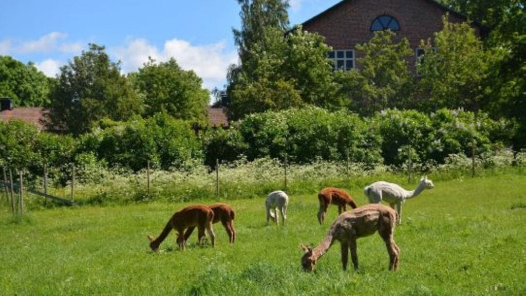 Matildankartanon puutarha