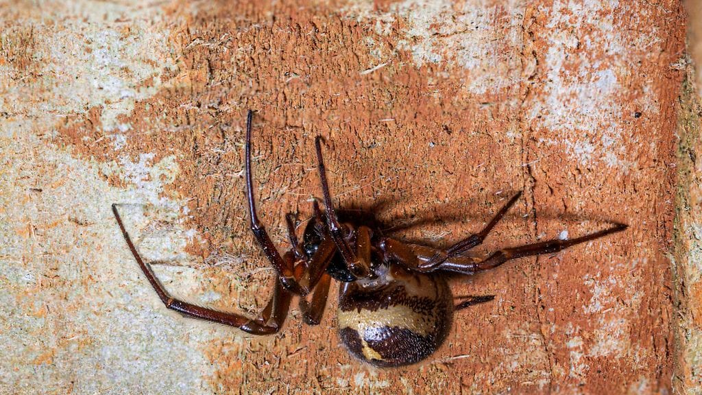 David oli olut leikkaamassa pihapuuta, kun hämähäkki puri häntä silmäkulmaan.
Kuvituskuva.