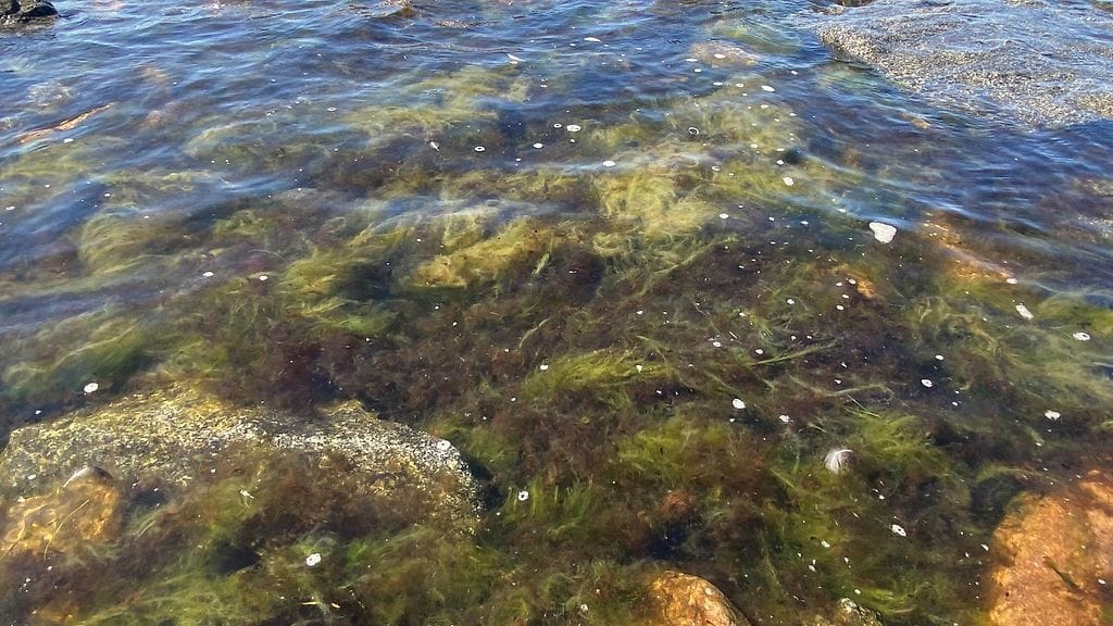 Itämeri, ranta, levät