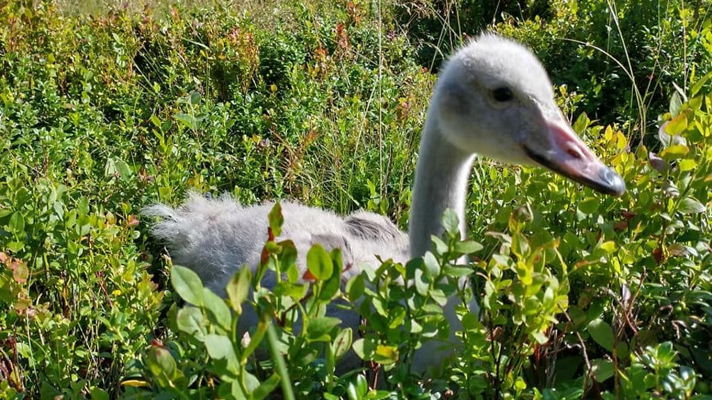 joutsenen poikanen 1