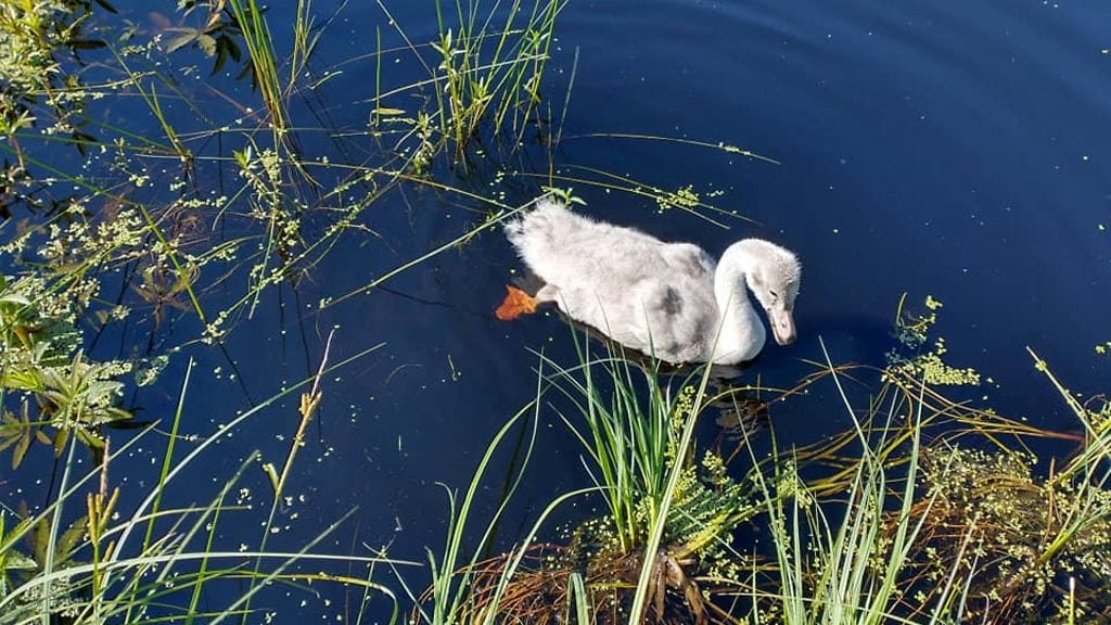 joutsenen poikanen 2