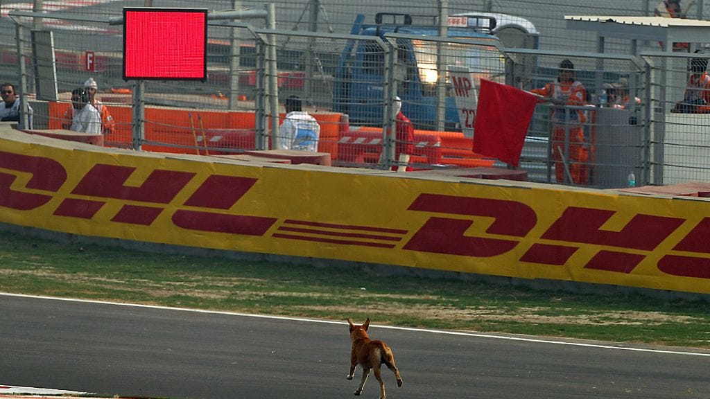 Koira Buddh-kilparadalla.