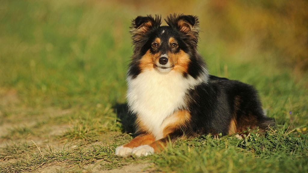 Shetlanninlammaskoira