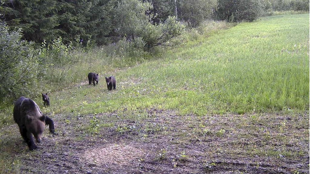 Kuva Joensuussa havaituista karhuista.
