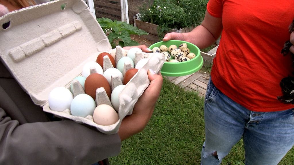 Lintutila Siltajoen Sirkuksen munia