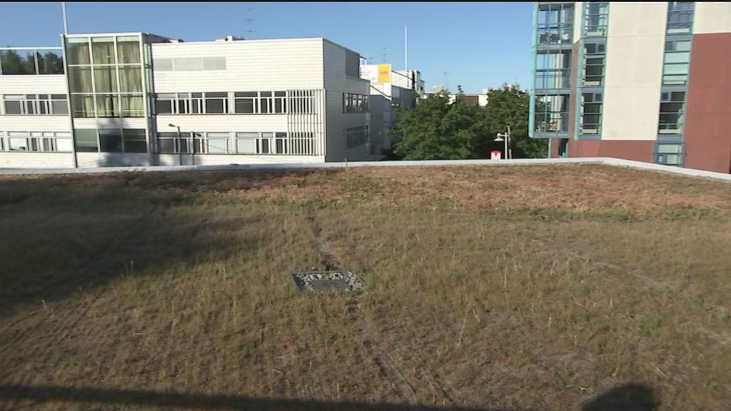 Viherkatto, viherkatot