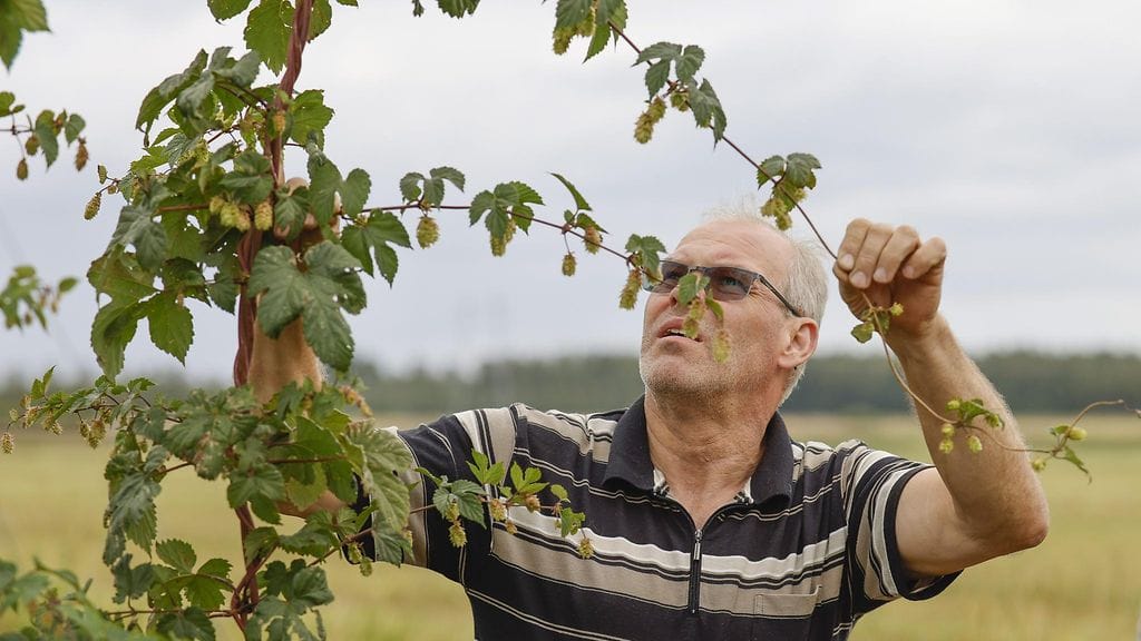 Humalaa viljelevä maanviljelijä Heikki Huhtanen humalakasvien joukossa.