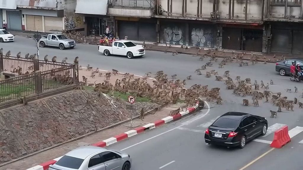 Bangkokissa syttyi apinoiden joukkotappelu.