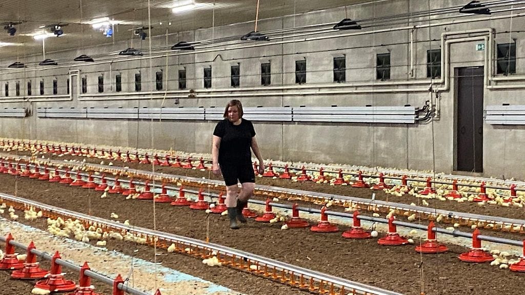 Broileritila, Marttila