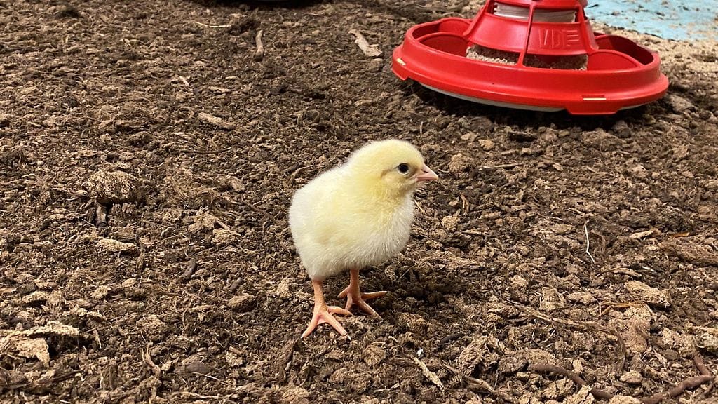 Broileritila, untuvikko