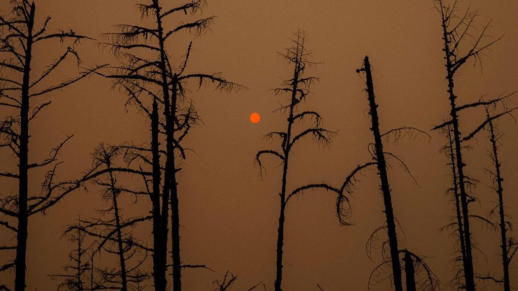 Palanut metsä Siperiassa.