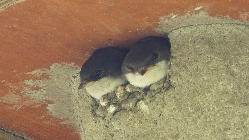 Räystäspääskyn poikaset