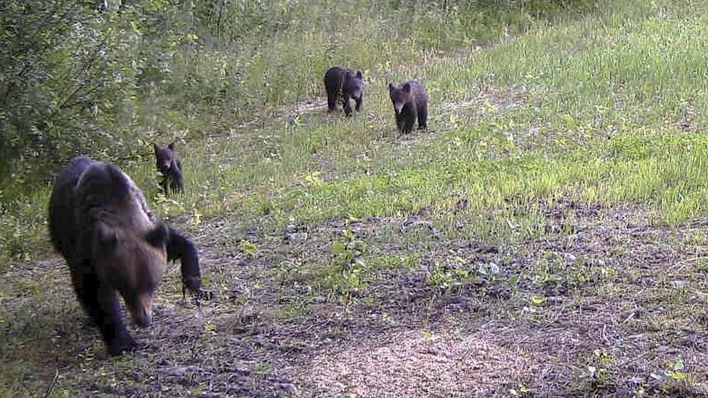 Kuva loukkaantuneesta naaraskarhusta, jolla on vasemmassa etukäpälässään pienpetojen pyytämiseen tarkoitetut raudat.