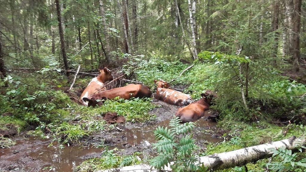Kuopin karkurilehmät 1.8.2021