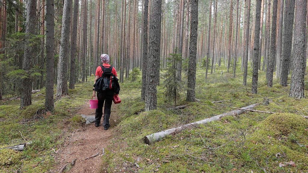 Kuvituskuva marjanpoiminnasta.