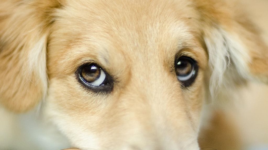 Moni koira vetoaa omistajaansa "koiranpentuilmeellään". Kuvituskuva.