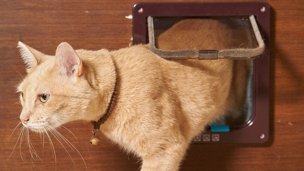 Kissavideot ovat sosiaalisen median vakioantia. Tällä kertaa somekäyttäjiä nauratti väärään taloon astuneen kissan reaktio. Kuvituskuva.