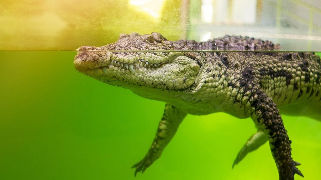 Darth-alligaattori nousi somejulkkikseksi livahdettuaan pakoon altaastaan. Kuvituskuva.