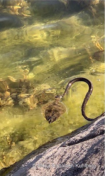 Oma rantakäärme kampela