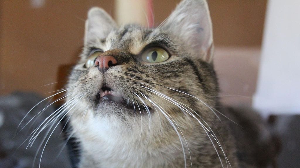 Kissan koronalöydöksestä ei seuraa viranomaistoimenpiteitä. Kuvituskuva kissasta.