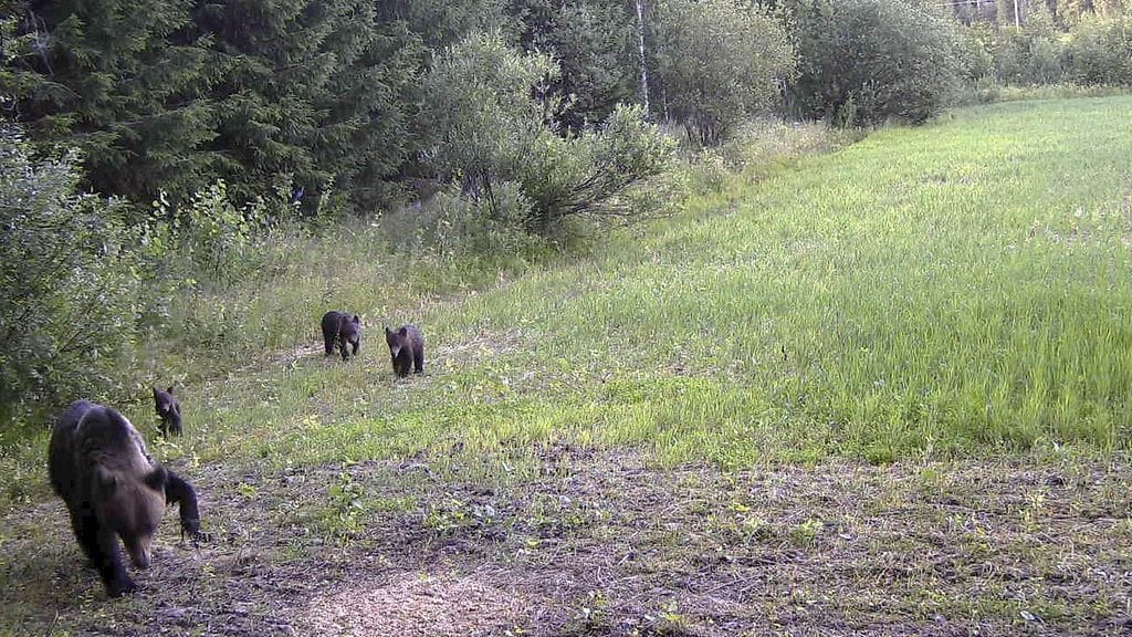 Joensuun rautakarhua pentuineen on etsitty kesästä lähtien.