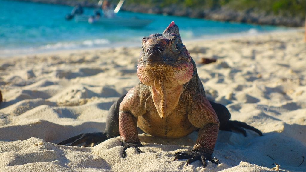 Kuvan leguaani on tapaukseen syytön; se vain viettää aikaa rannalla Bahamalla.
