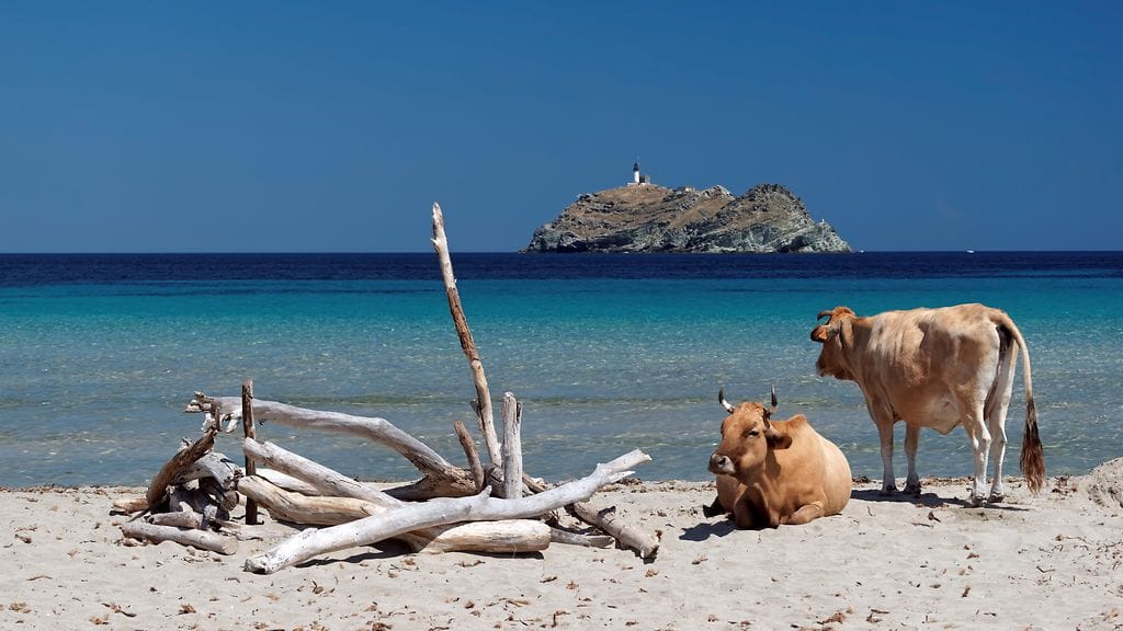 Vapaana kulkevat lehmät ovat tuttu näky Korsikalla. Kuvituskuva.