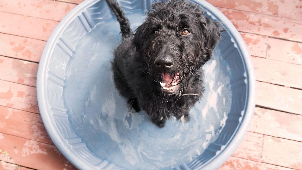 Joanne McGovern kiidätti koiransa eläinlääkäriin allastapauksen vuoksi. Kuvituskuva.