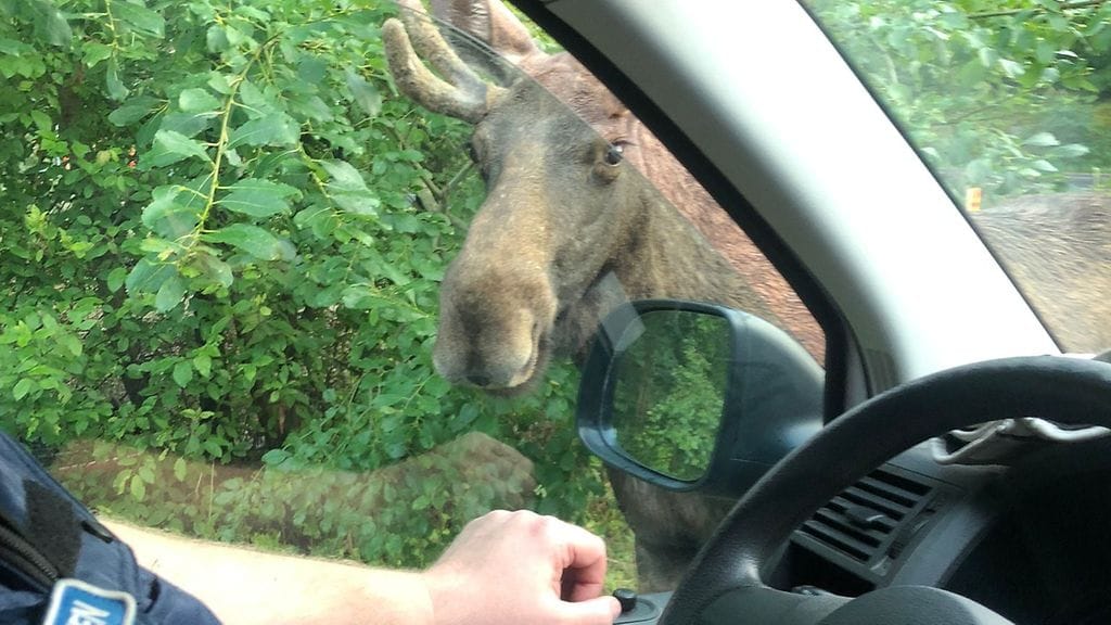 Uroshirvi katsoi poliisia silmästä silmään Espoossa.