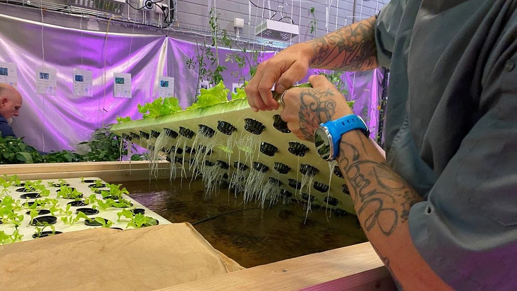 Salaattien vesiviljely, Espoo