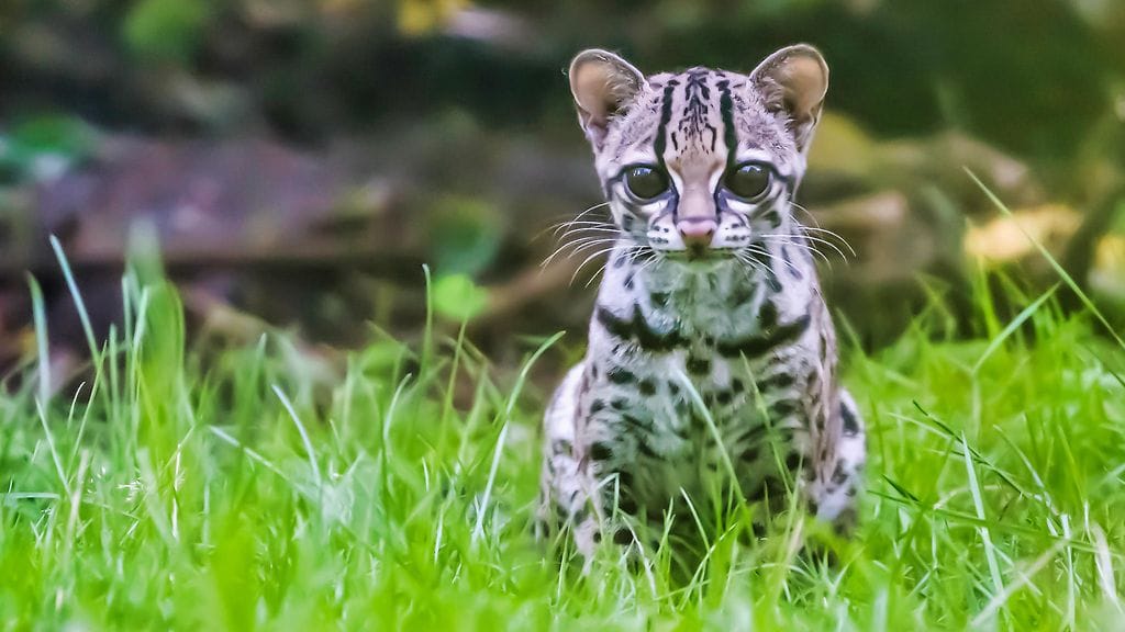 kissa korkeasaari harvinainen 2408