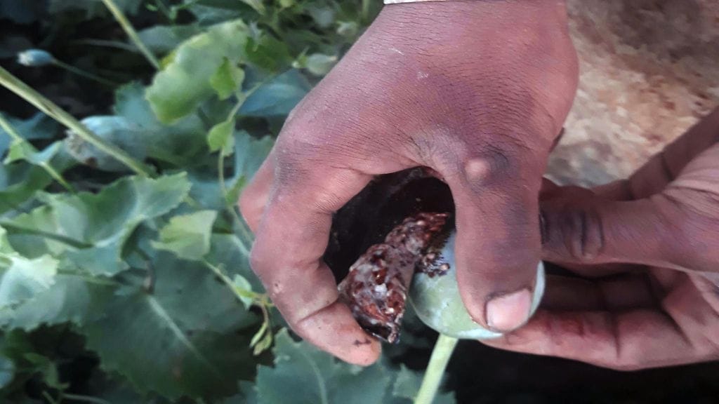 YK:n tilastojen mukaan Afganistan on maailman suurin oopiumin tuottajamaa. 80 prosenttia koko maailman oopiumista tulee Afganistanista. Arkistokuva: AOP.