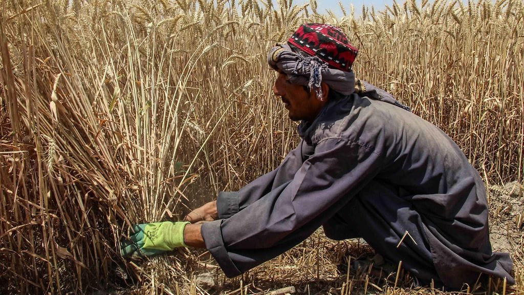 afganistan viljelijä