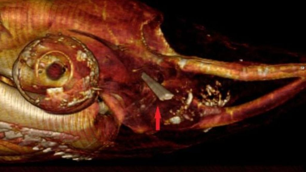 Hain pään sisään murtunut miekkakalan piikki. Kuva: Oceanográfico de Valencia.