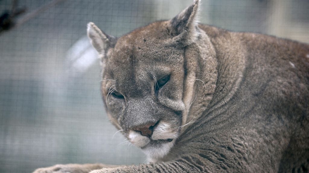 Kuvituskuva. Puuma eläintarhassa.