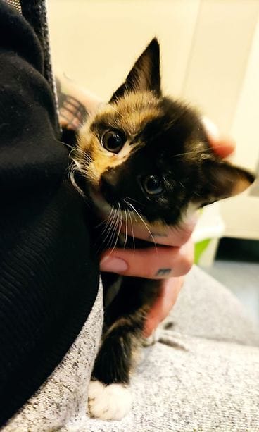 Muun muassa tämä kissanpentu etsii uutta kotia Vaasanseudun eläinsuojeluyhdistyksessä.