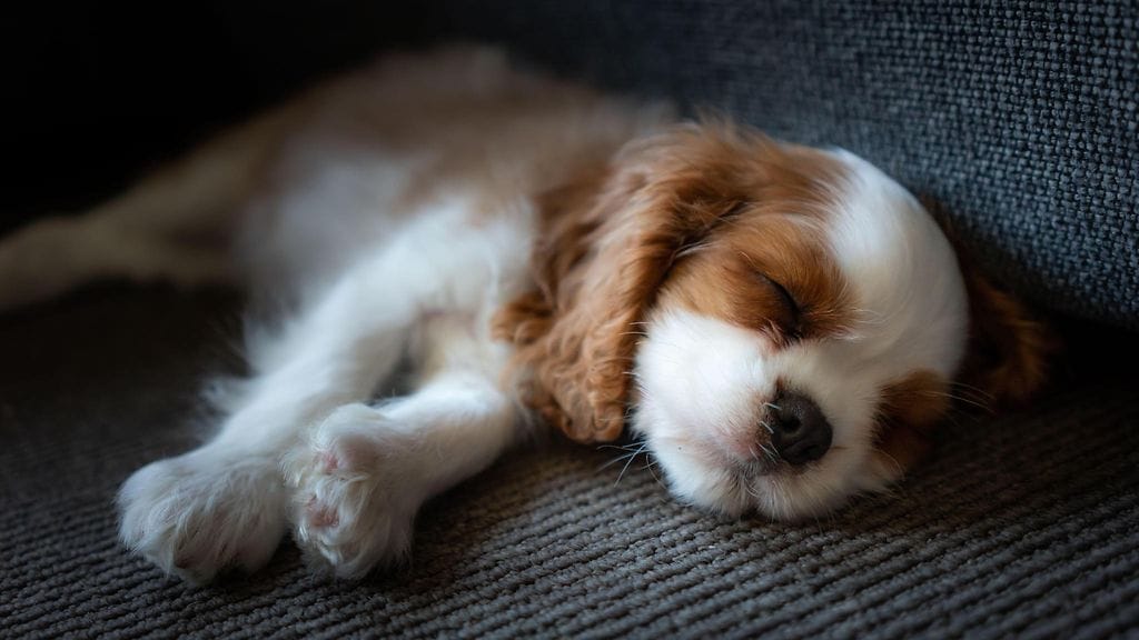 Korona-aika on selvästi nostanut koiranpentujen kysyntää, mikä on omalta osaltaan vaikuttanut myös koirien hintoihin.