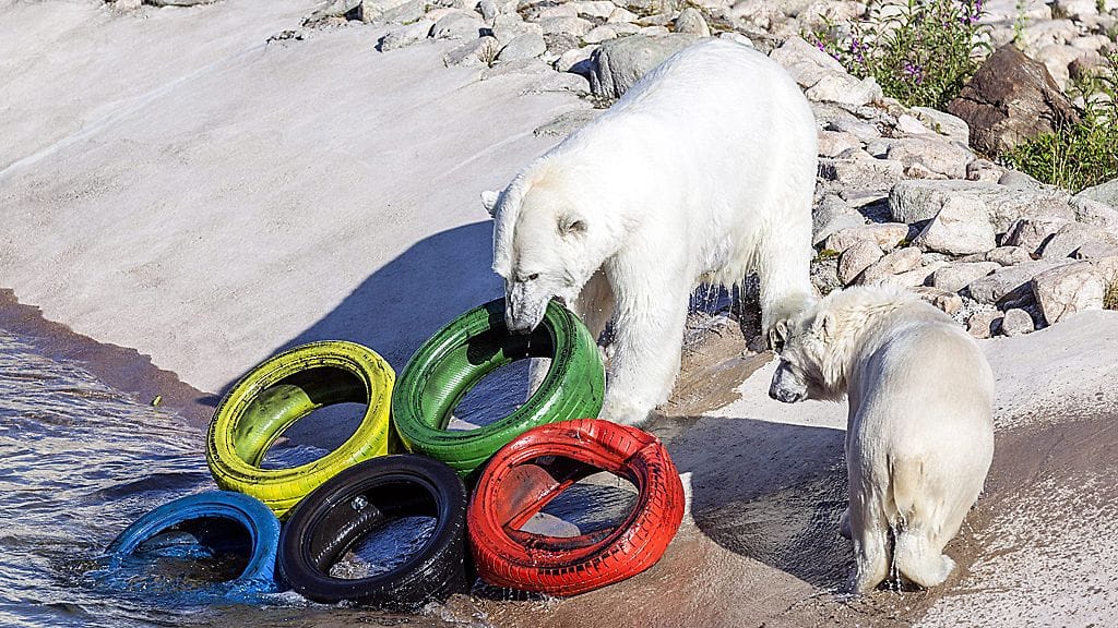 Ranuan eläinpuiston jääkarhu ja pentu leikkivät olympiarenkailla.