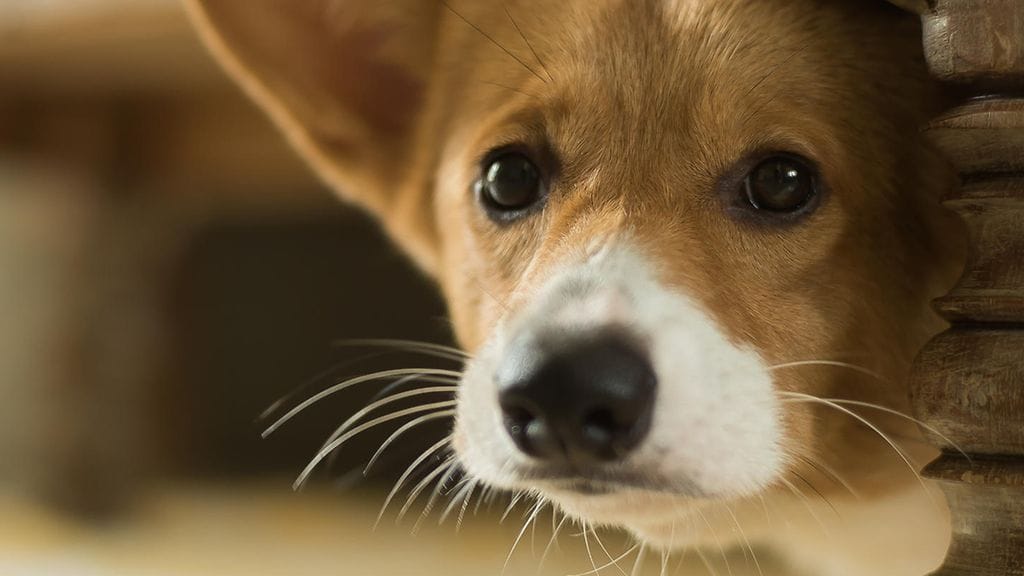 "Eroahdistus on yllättävänkin yleinen ongelma, jonka ratkaisemiseen omistajalla on harvoin työkaluja omasta takaa", eläinlääkäri muistuttaa. Kuvituskuva.