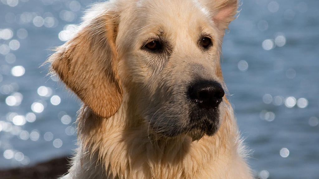 Koiran iltarutiini ihastuttaa. Kuvituskuva.