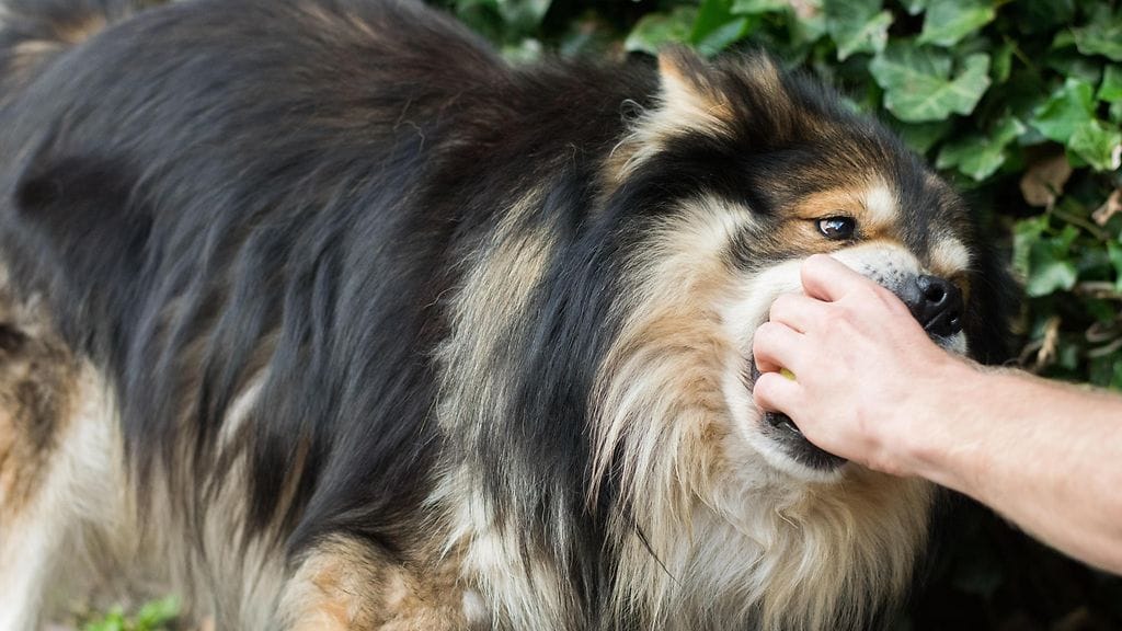 Kuvan lapinkoira ei liity tapaukseen, kuvituskuva.