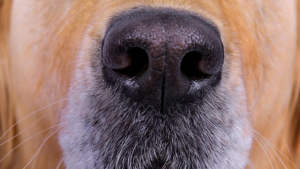 Koiran purema vei omistajan hengen ja yhden henkilön sairaalaan. Kuva on kuvituskuva eikä kyseinen kirsu liity uutisen tapaukseen.