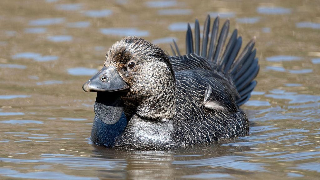 Helttasorsa - Biziura lobata.