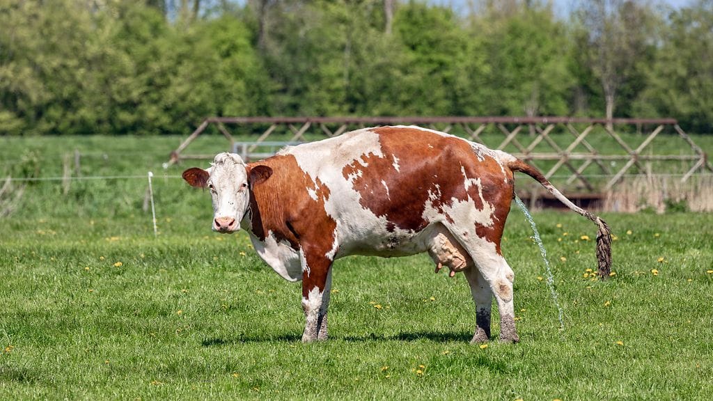 Lehmien pissan sisältämä ammoniakki on haitallista ympäristölle ja ilmastolle. Kuvituskuva.