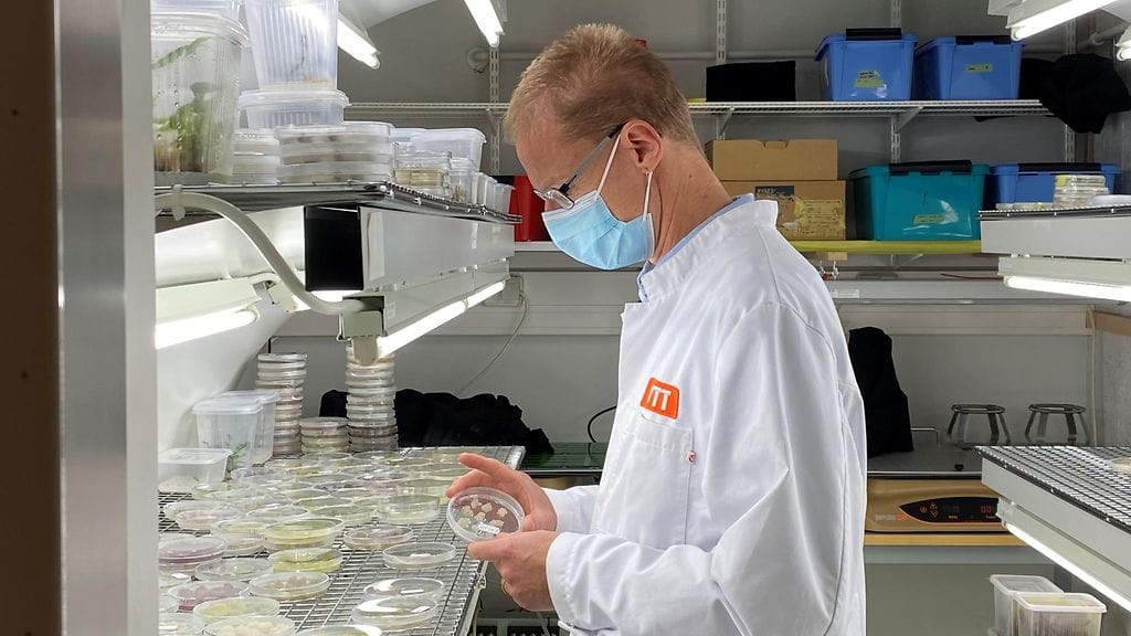 VTT, Kahvi, bioreaktori, tutkimus, soluviljelmä