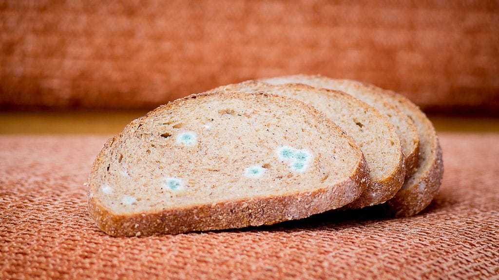 Joskus leipä ehtii homehtua, mutta kuinka vakavaa se on?