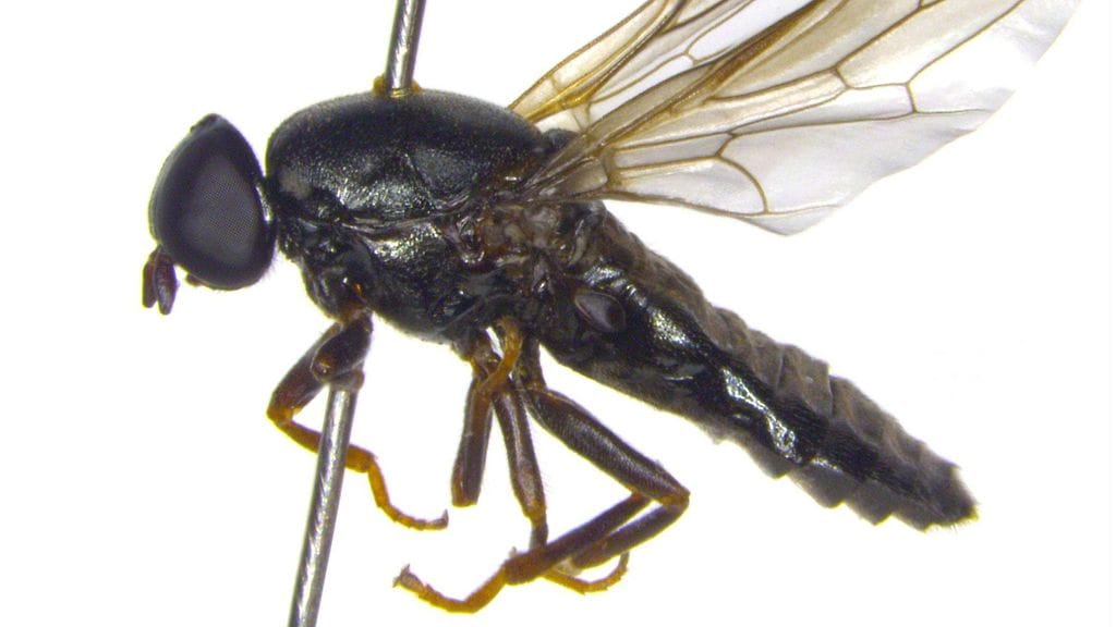 LK 15.9.2021 Tutkijat ovat vahvistaneet uuden suomalaisen kärpäslajin löytymisen, kertoo Itä-Suomen yliopisto tiedotteessa. Uusi Scenopinus jerei -laji kuuluu ikkunakärpästen heimoon.