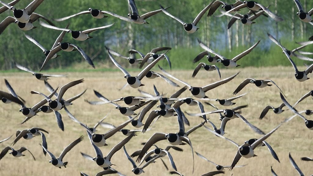 Valkoposkihanhia Värtsilässä keväällä 2021. Kuva: Ilkka Elo / Pohjois-Karjalan ELY-keskus.